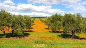 couverture vegetale